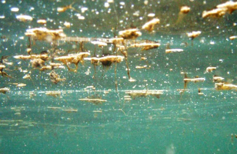 Presenza di Alga tossica in località Prima Cala: raccomandazioni sanitarie e di comportamento