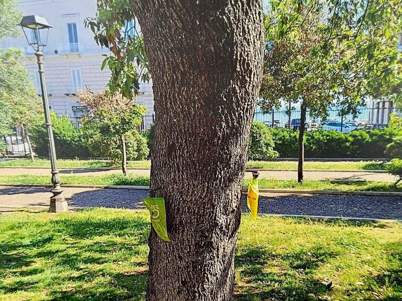 Lecci più sani e protetti: al via i trattamenti “salva alberi” a impatto zero